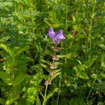 Scutellaria hastifolia flower picture by Vitalii🌺 (cc-by-sa)