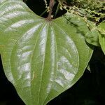 Dioscorea matagalpensis leaf picture by Nelson Zamora Villalobos (cc-by-nc)