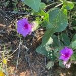 Mirabilis multiflora flower picture by Natalie Clement (cc-by-sa)