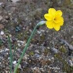 Narcissus rupicola habit picture by Prieta Javier (cc-by-sa)