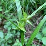 Carex intumescens leaf picture by kathy gilbert (cc-by-sa)