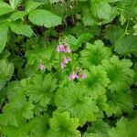 Primula matthioli leaf picture by Ann De Blick (cc-by-sa)