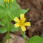 Rhagadiolus stellatus flower picture by Cordobés Agustín (cc-by-sa)