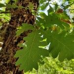 Quercus frainetto leaf picture by Stefan Doychev (cc-by-sa)