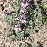 Viola beckwithii flower picture by Sandy Rowley (cc-by-sa)