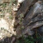 Galium lucidum flower picture by Pierre Nicolin (cc-by-sa)