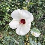 Hibiscus laevis flower picture by Eli Small (cc-by-sa)