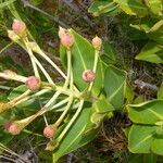 Schwartzia costaricensis habit picture by Nelson Zamora Villalobos (cc-by-nc)