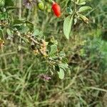 Lycium barbarum fruit picture by Claude Ecochard (cc-by-sa)