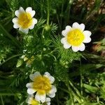 Limnanthes douglasii flower picture by Nobel Johannes (cc-by-sa)