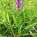 Dactylorhiza kalopissii habit picture by Rossen Vassilev (cc-by-sa)