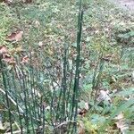 Equisetum hyemale leaf picture by Cycerou (cc-by-sa)