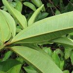 Miconia longifolia leaf picture by SINAC Pérez Greivin (cc-by-sa)