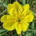 Oenothera affinis flower picture by Trap Hers (cc-by-sa)