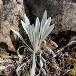 Senecio niveoaureus leaf picture by Fabien Anthelme (cc-by-sa)