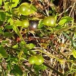 Jasminum grandiflorum fruit picture by susan brown (cc-by-sa)