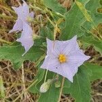 Solanum dimidiatum flower picture by ziesook you (cc-by-sa)