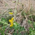 Crotalaria emarginella flower picture by Susan Brown (cc-by-sa)