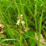 Arabis hirsuta flower picture by Alex Rizzo (cc-by-sa)