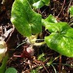 Asarum caudatum leaf picture by Nate Cardozo (cc-by-sa)