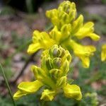 Corydalis sikkimensis flower picture by Colin Pendry (cc-by-sa)