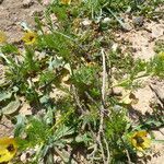 Adonis microcarpa habit picture by Mael Taupin (cc-by-sa)