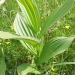 Veratrum album habit picture by Eric Bossard (cc-by-sa)