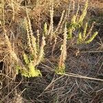 Ocimum kilimandscharicum habit picture by susan brown (cc-by-sa)