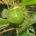 Passiflora ciliata fruit picture by Nelson Zamora Villalobos (cc-by-nc)