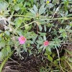 Portulaca pilosa habit picture by Chris Griggs (cc-by-sa)