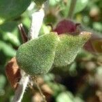 Teucrium marum leaf picture by bas yves (cc-by-sa)