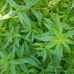 Aloysia citrodora habit picture by Nathalie Blanca (cc-by-sa)