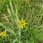 Tragopogon dubius flower picture by Daniel Roll (cc-by-sa)