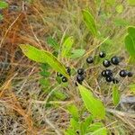 Ilex glabra fruit picture by Paris B (cc-by-sa)