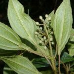 Miconia biperulifera leaf picture by Nelson Zamora Villalobos (cc-by-nc)