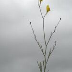 Linaria spartea habit picture by Carlos Villasante (cc-by-sa)