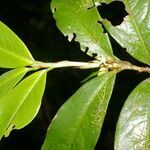 Erythroxylum macrophyllum leaf picture by Nelson Zamora Villalobos (cc-by-nc)