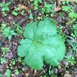 Darmera peltata leaf picture by Viviane Beuchat (cc-by-sa)