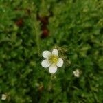 Saxifraga aquatica flower picture by Nico Nov (cc-by-sa)