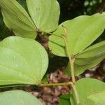 Schnella guianensis leaf picture by Nelson Zamora Villalobos (cc-by-nc)