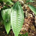 Miconia prasina leaf picture by Gómez Ely (cc-by-sa)