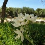 Ornithogalum arabicum flower picture by Antoine Lelaurin (cc-by-sa)