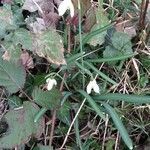 Galanthus nivalis habit picture by gilles collin (cc-by-sa)