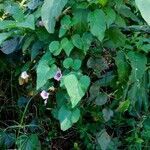 Ipomoea trifida leaf picture by Shehadi Ramiz (cc-by-sa)