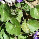 Viola hirta leaf picture by francois tissot (cc-by-sa)