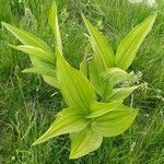 Veratrum album leaf picture by Kolio Zotkov (cc-by-sa)