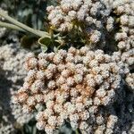 Eriogonum latifolium flower picture by Nikita Ikon (cc-by-sa)