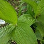 Veratrum nigrum leaf picture by ana bekavac (cc-by-sa)