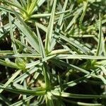 Dianthus pyrenaicus habit picture by Yoan MARTIN (cc-by-sa)