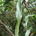 Cordyline mauritiana leaf picture by E. Mouysset (cc-by-sa)